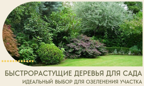 Быстрорастущие деревья для сада идеальный выбор в Удомле