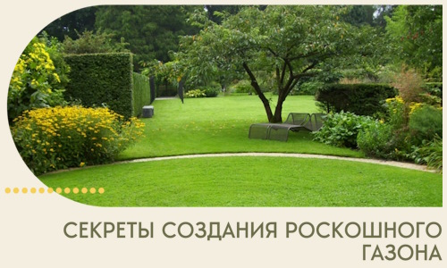 Секреты создания роскошного газона в Удомле