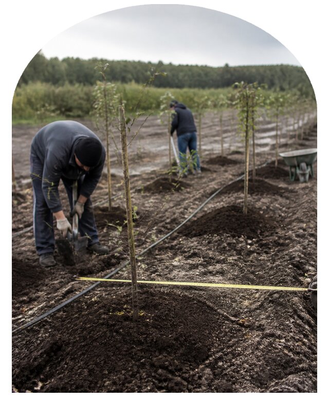 Закладка плодового сада в Удомле от 6753 р. | Метпроект-Дмл